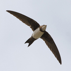 Alpine Swift